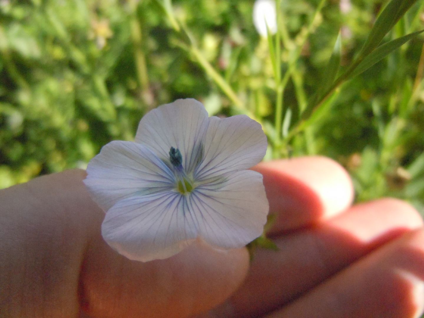 Linum usitatissimum subsp. angustifolium (=L. bienne) / Lino selvatico